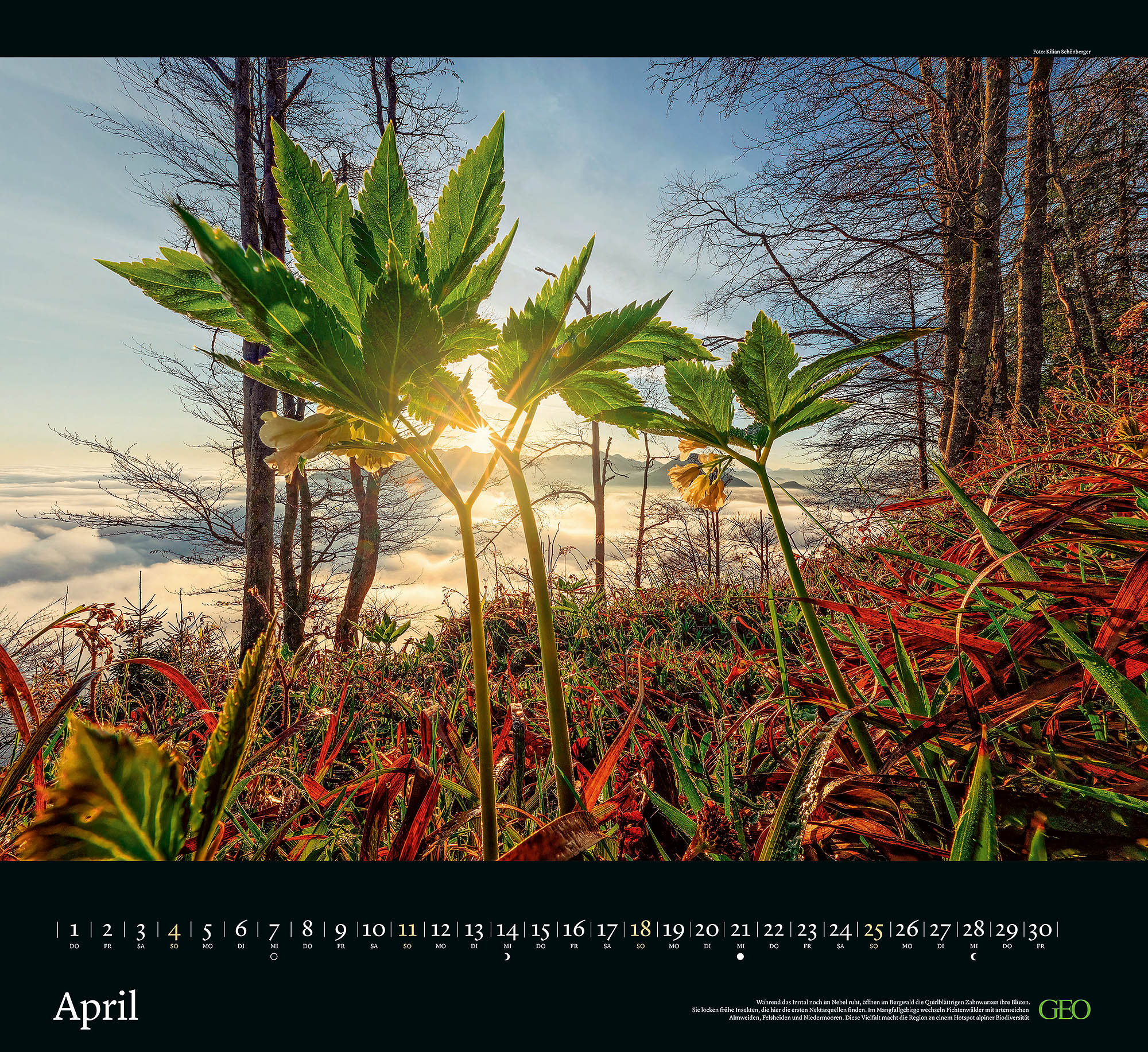 Kalender "Sehnsucht Wald" 2027