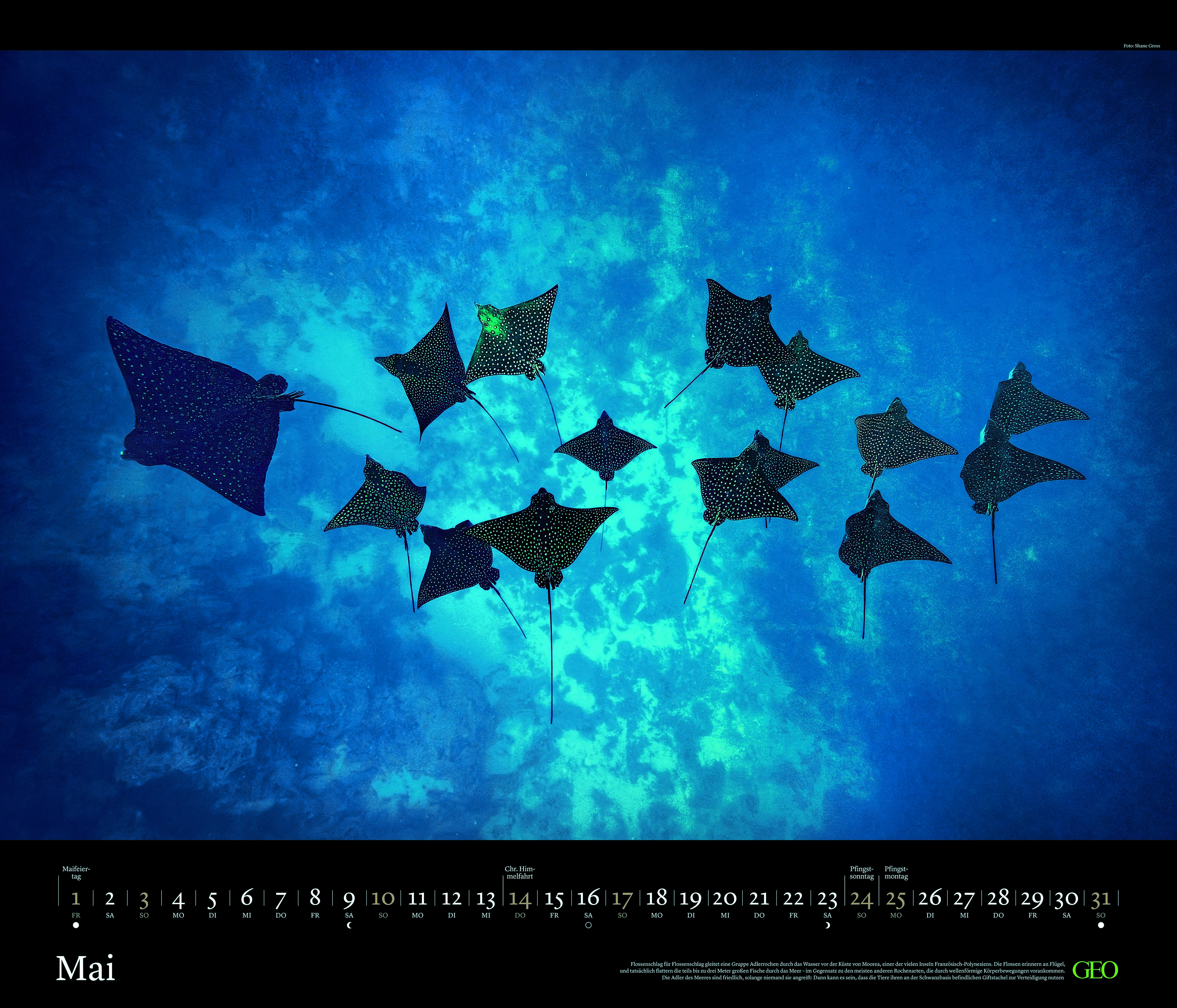 Edition-Kalender "Tierwelten" 2026