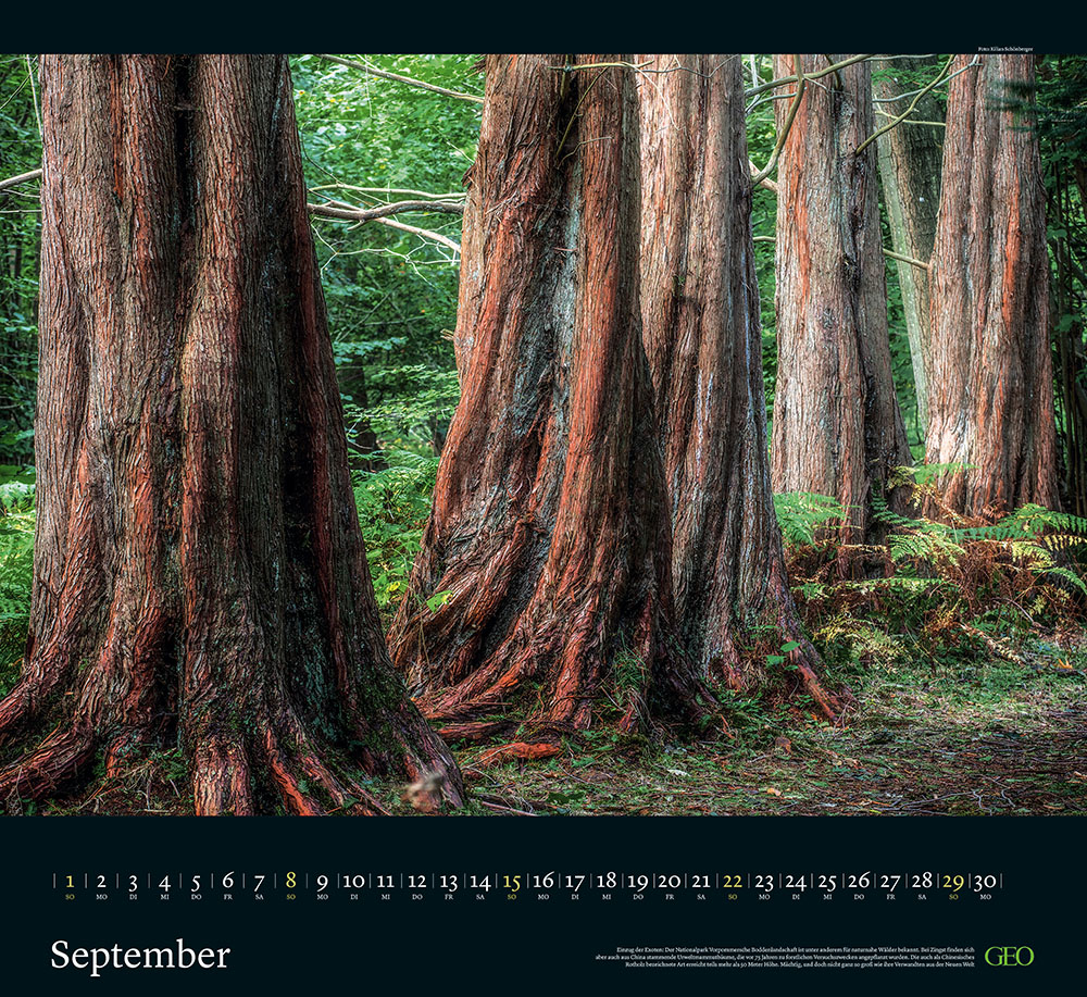 Kalender "Sehnsucht Wald" 2024