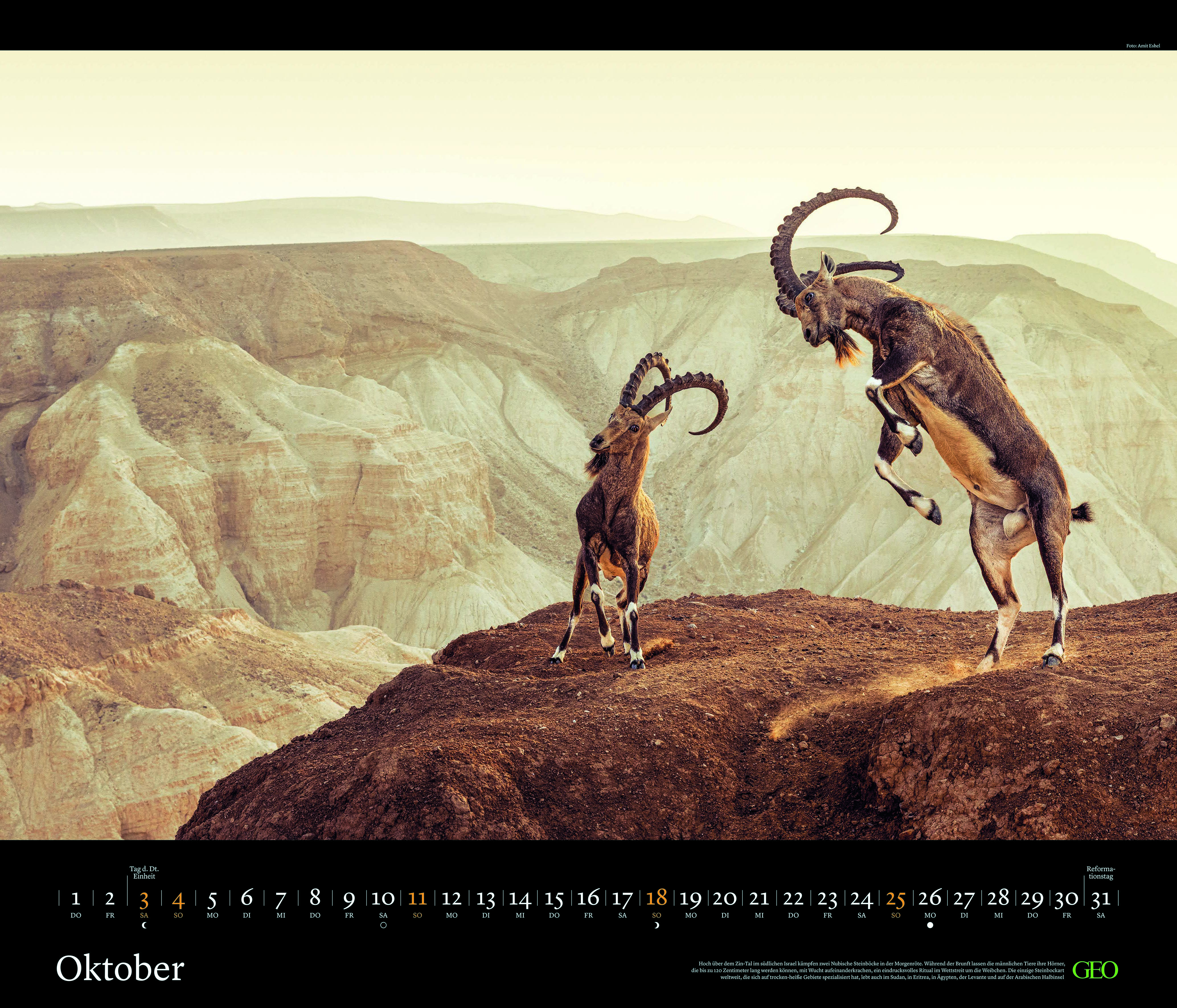 Edition-Kalender "Tierwelten" 2026