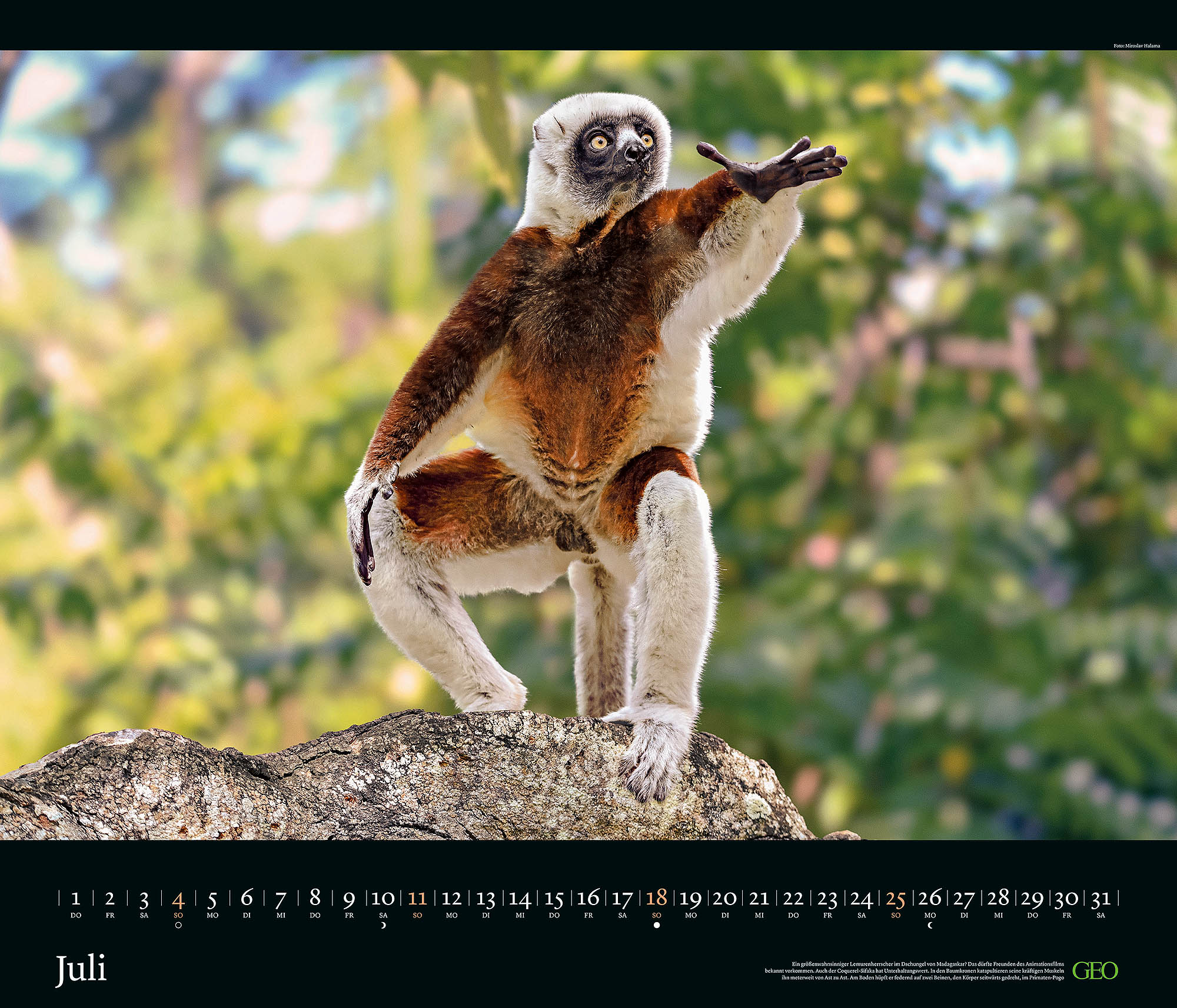Edition-Kalender "Tierwelten" 2027