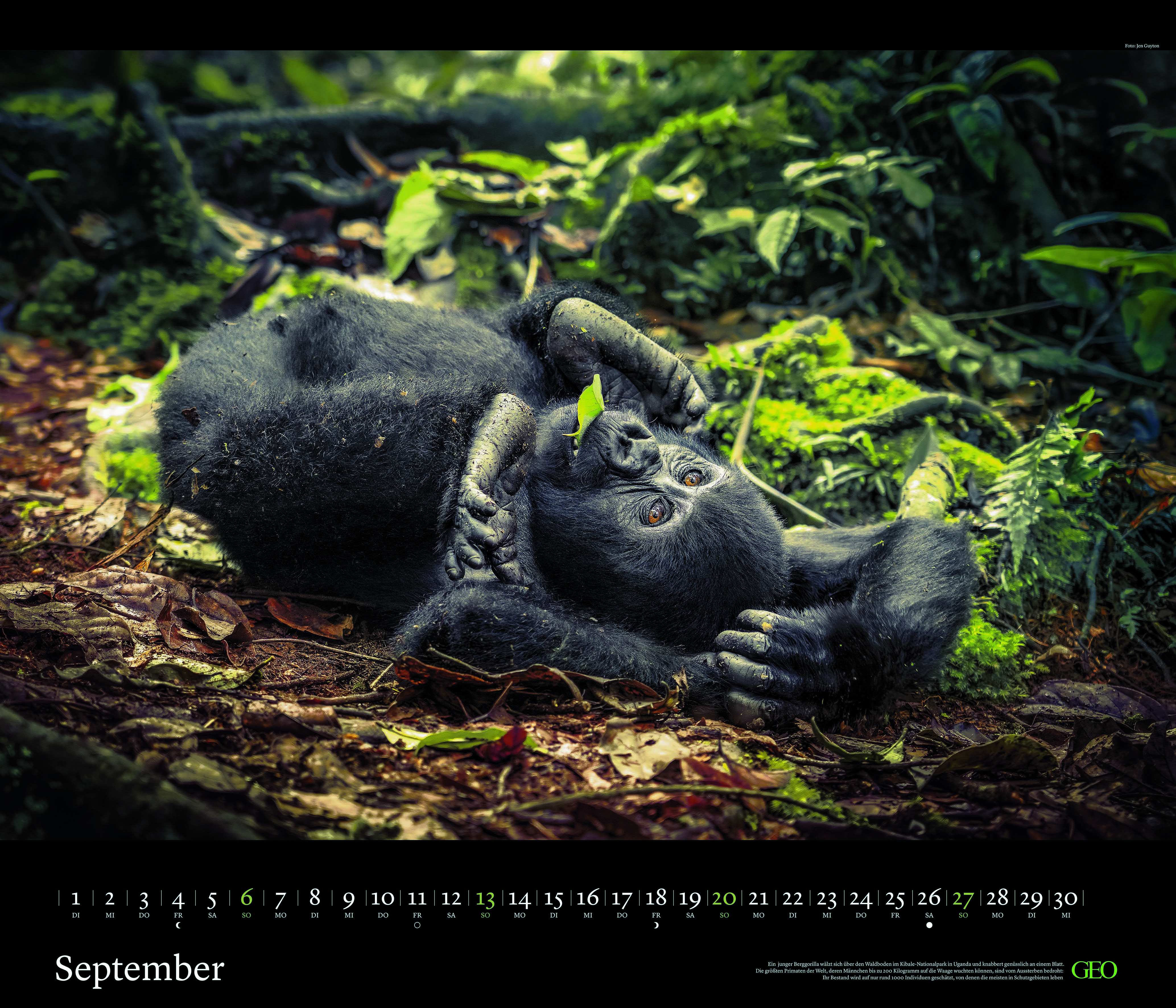 Edition-Kalender "Tierwelten" 2026