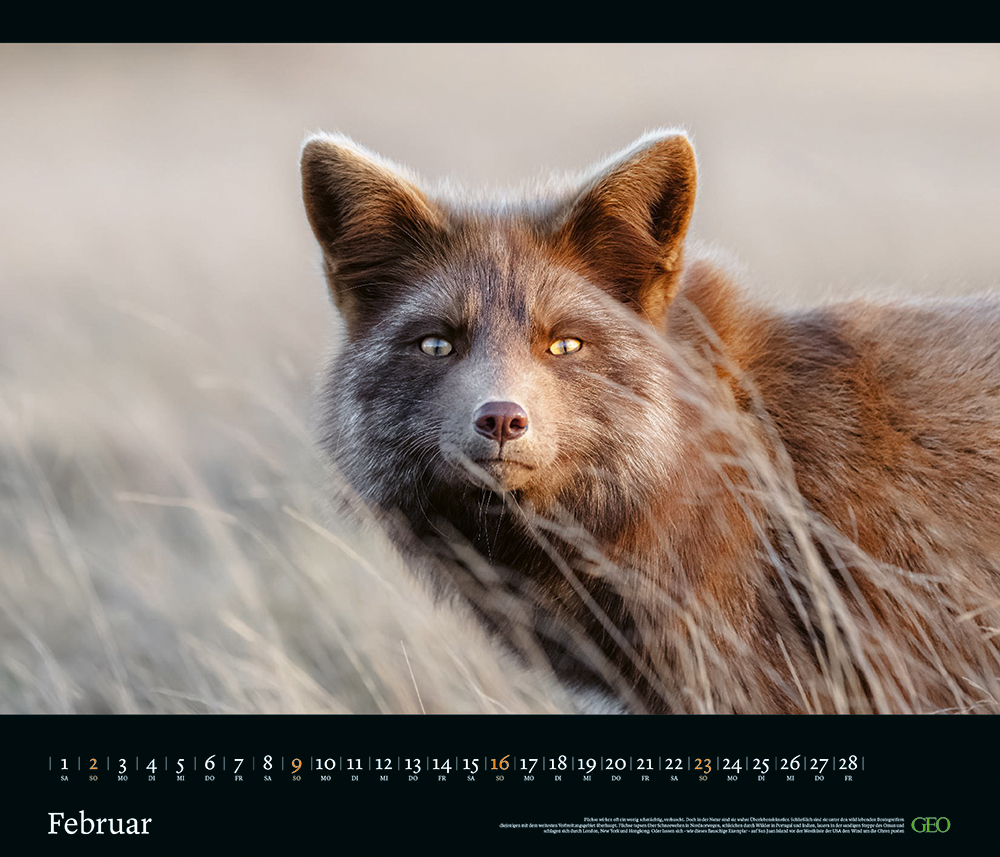 Edition-Kalender "Tierwelten" 2025