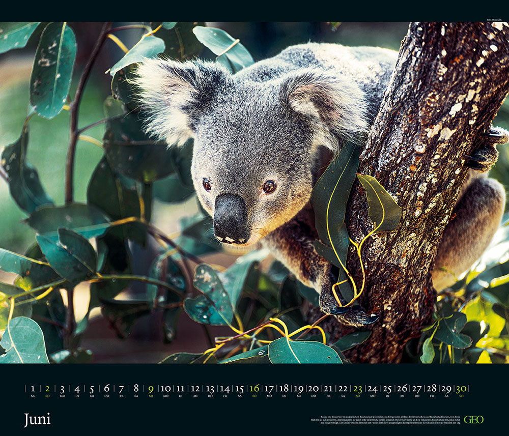 Edition-Kalender "Tierwelten" 2024