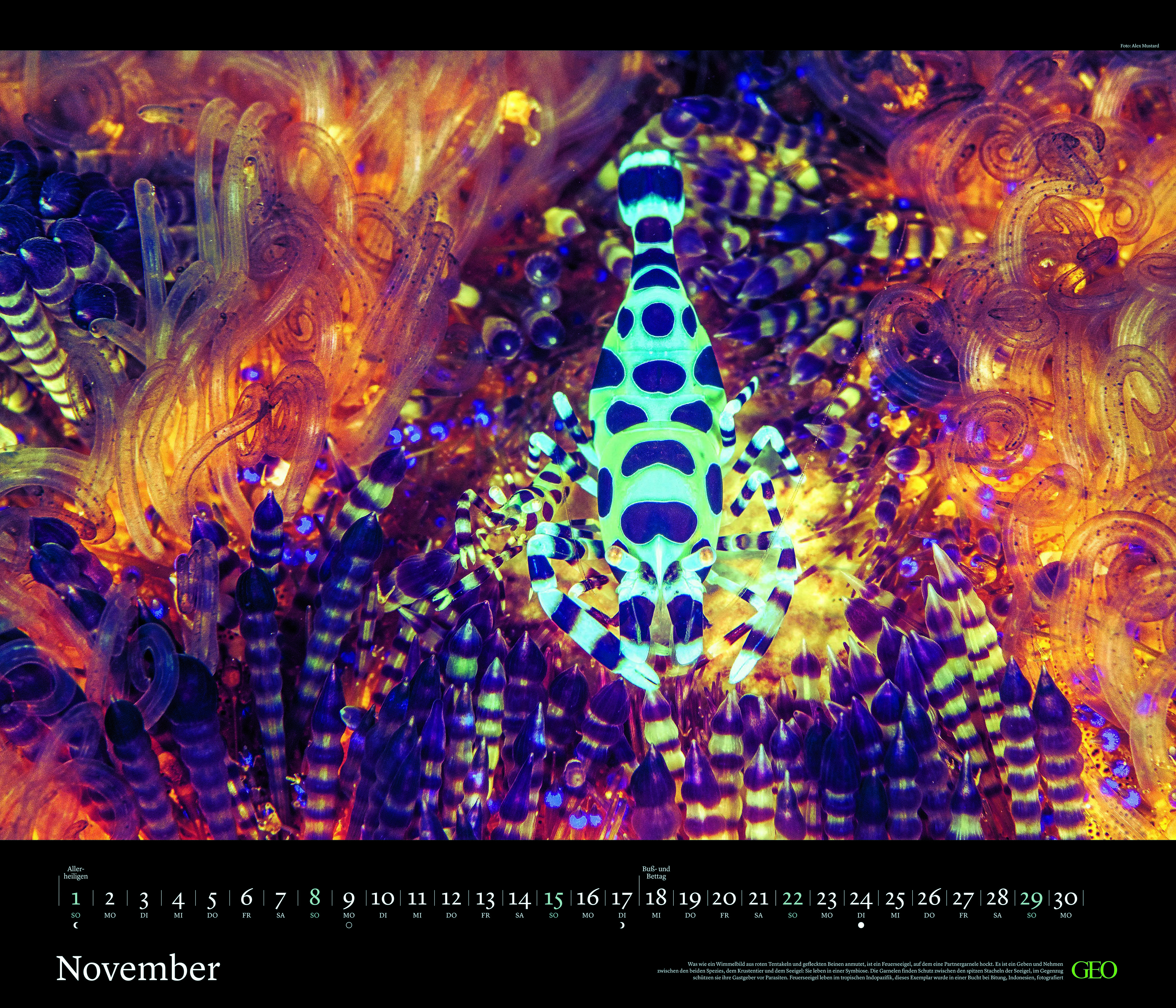 Edition-Kalender "Tierwelten" 2026
