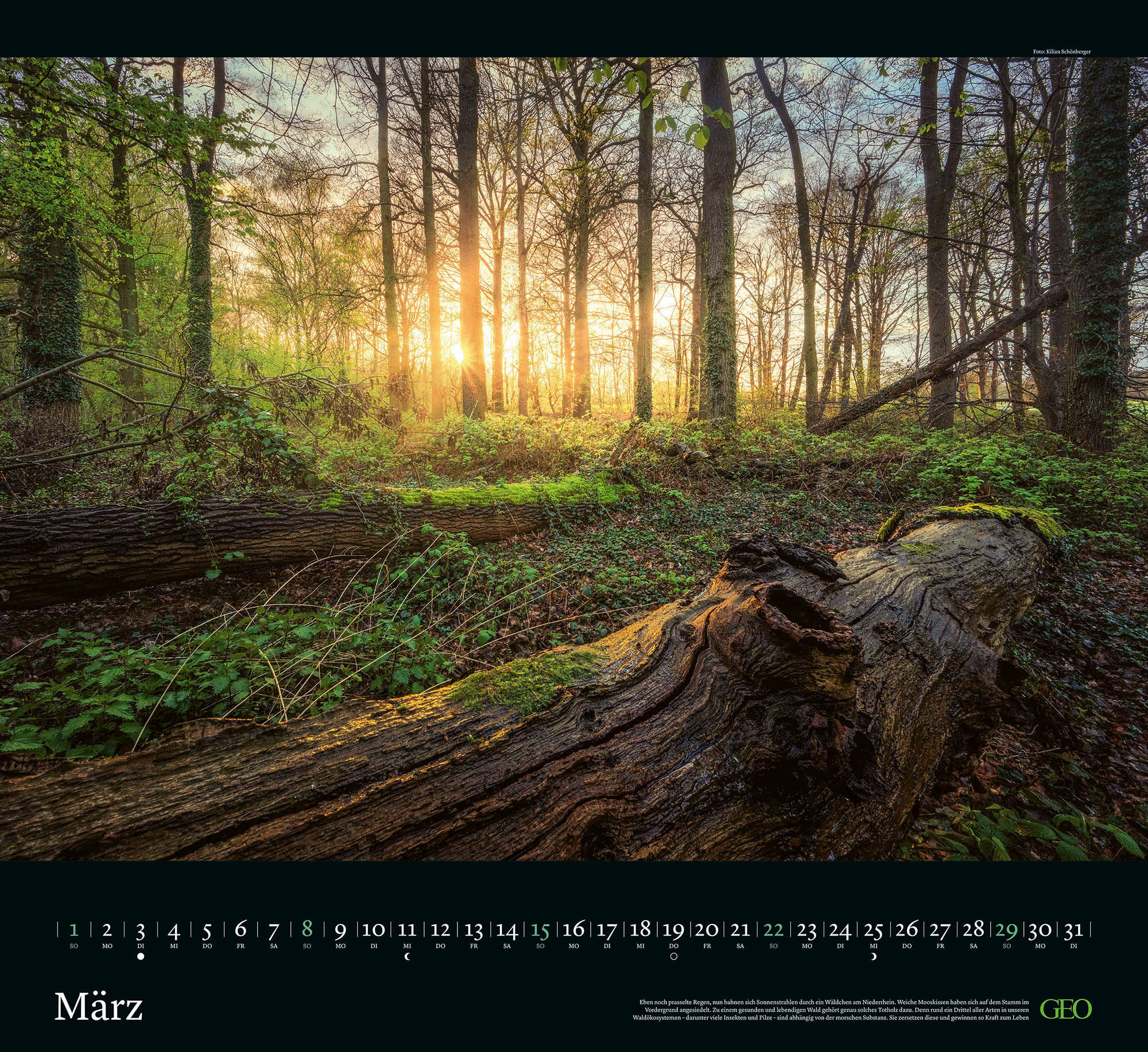 Kalender "Sehnsucht Wald" 2026