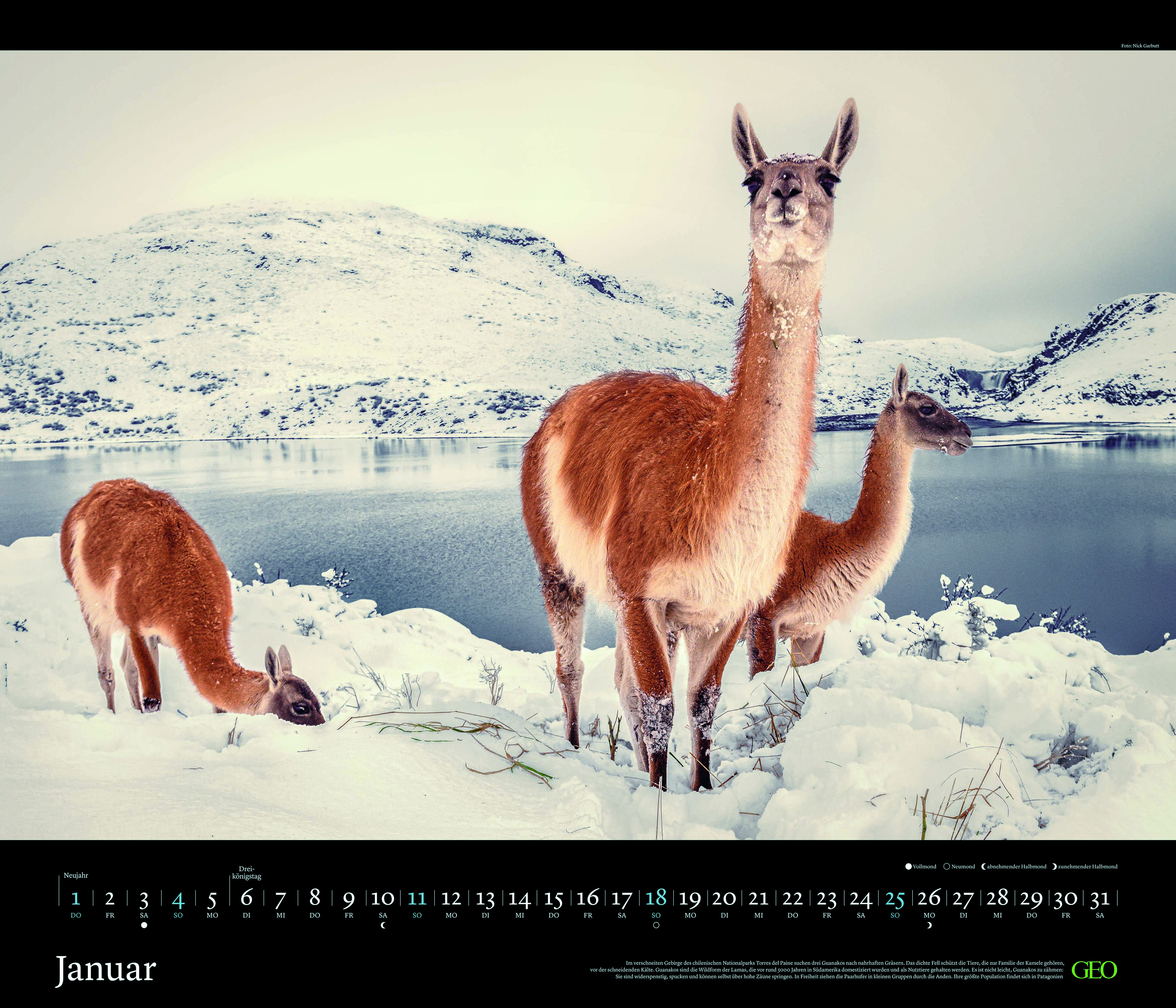 Edition-Kalender "Tierwelten" 2026