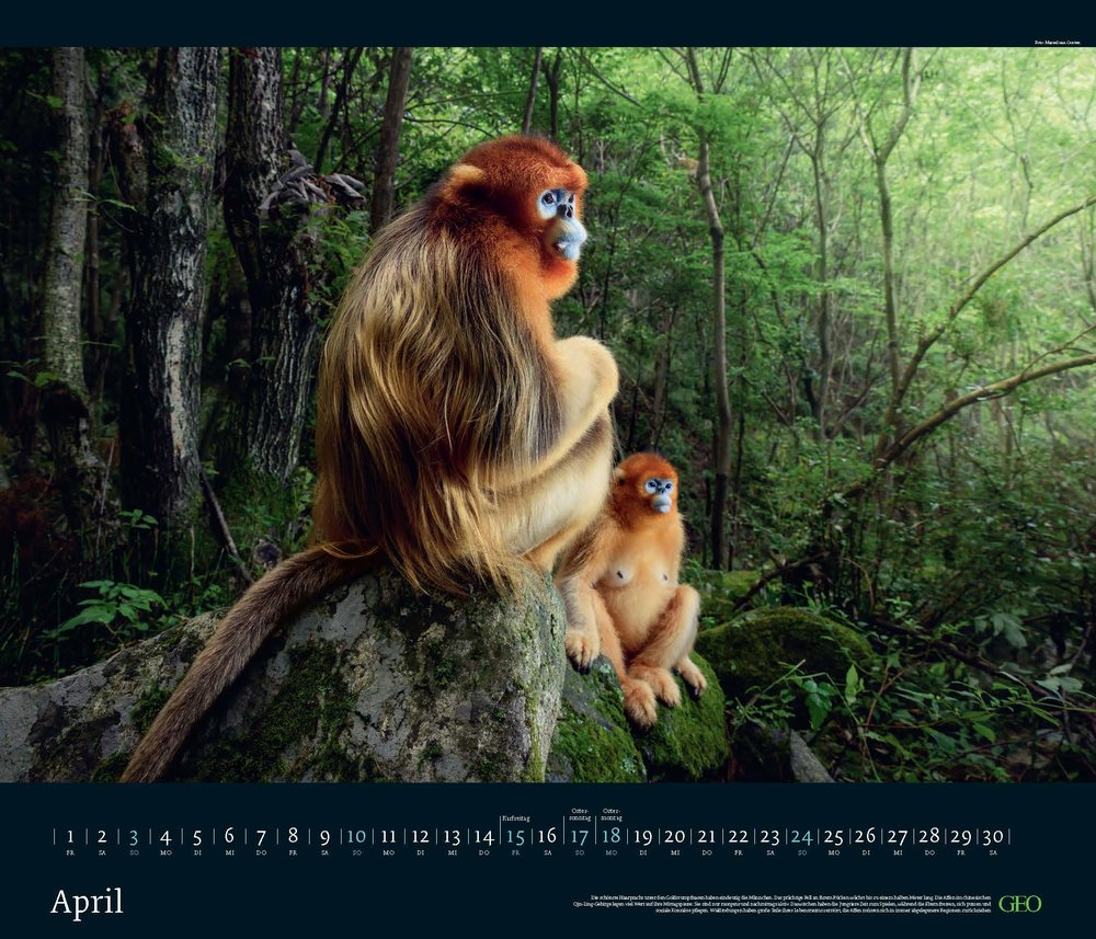 Edition-Kalender "Tierwelten" 2022