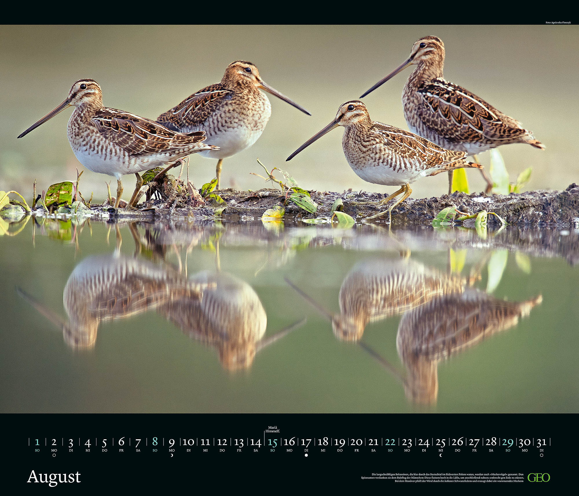 Edition-Kalender "Tierwelten" 2027