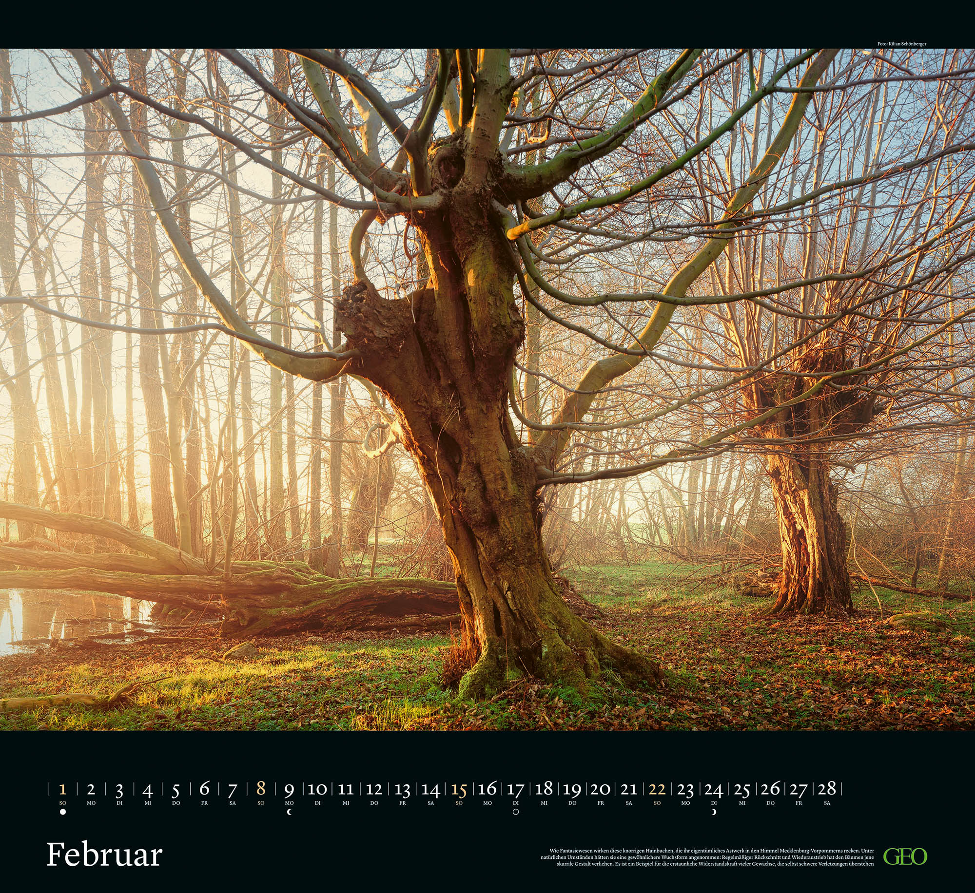 Kalender "Sehnsucht Wald" 2026