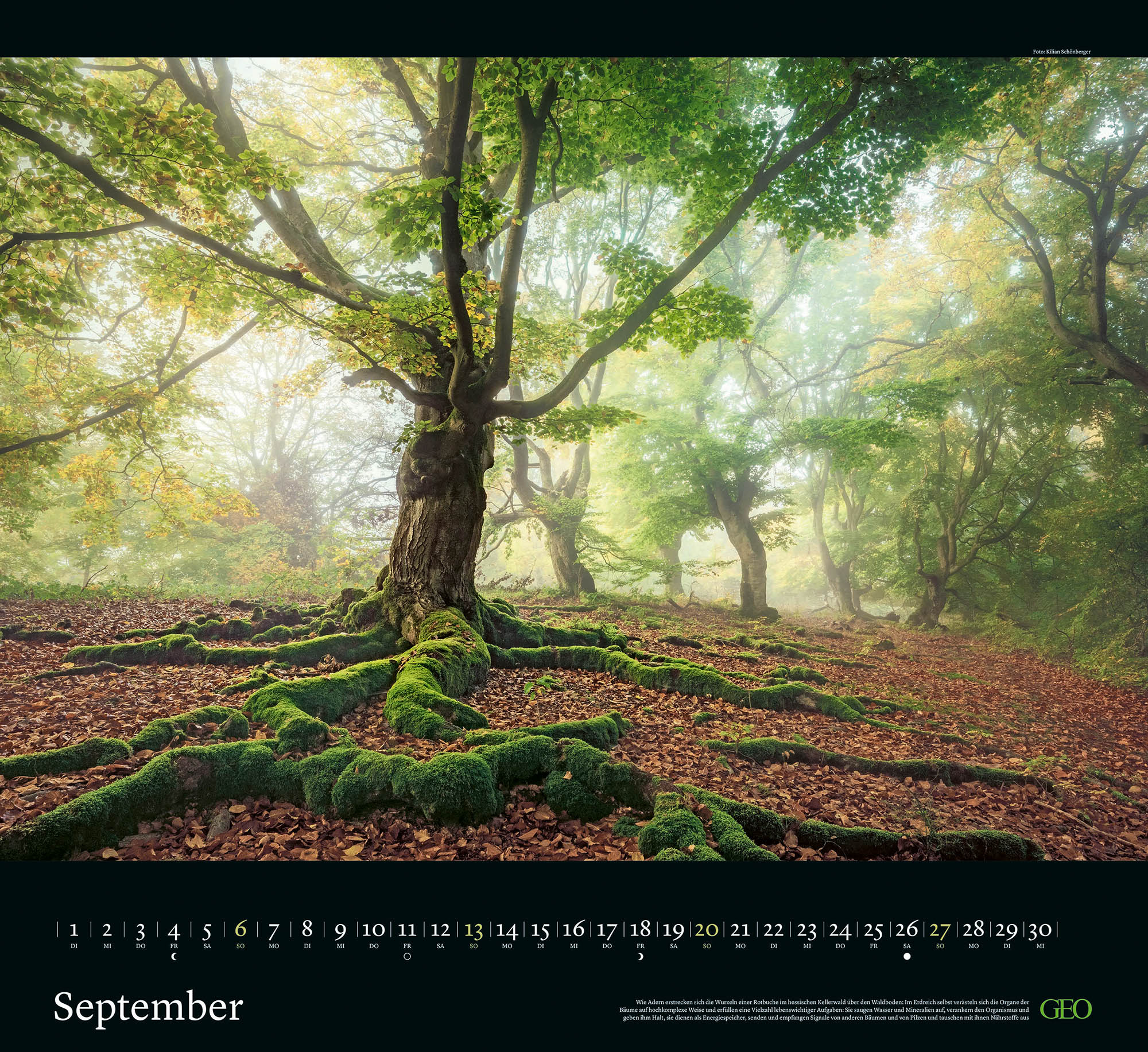 Kalender "Sehnsucht Wald" 2026