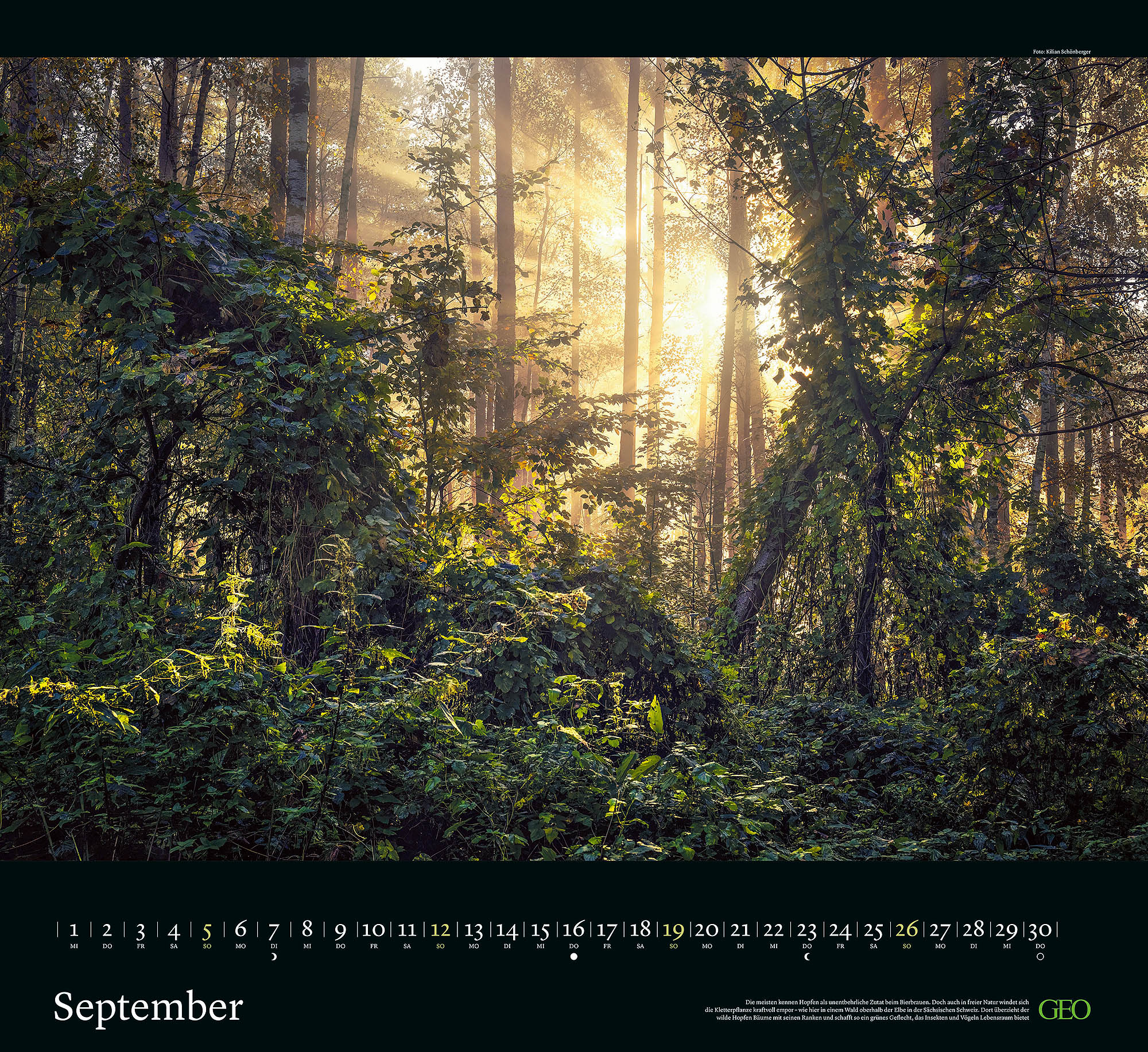 Kalender "Sehnsucht Wald" 2027
