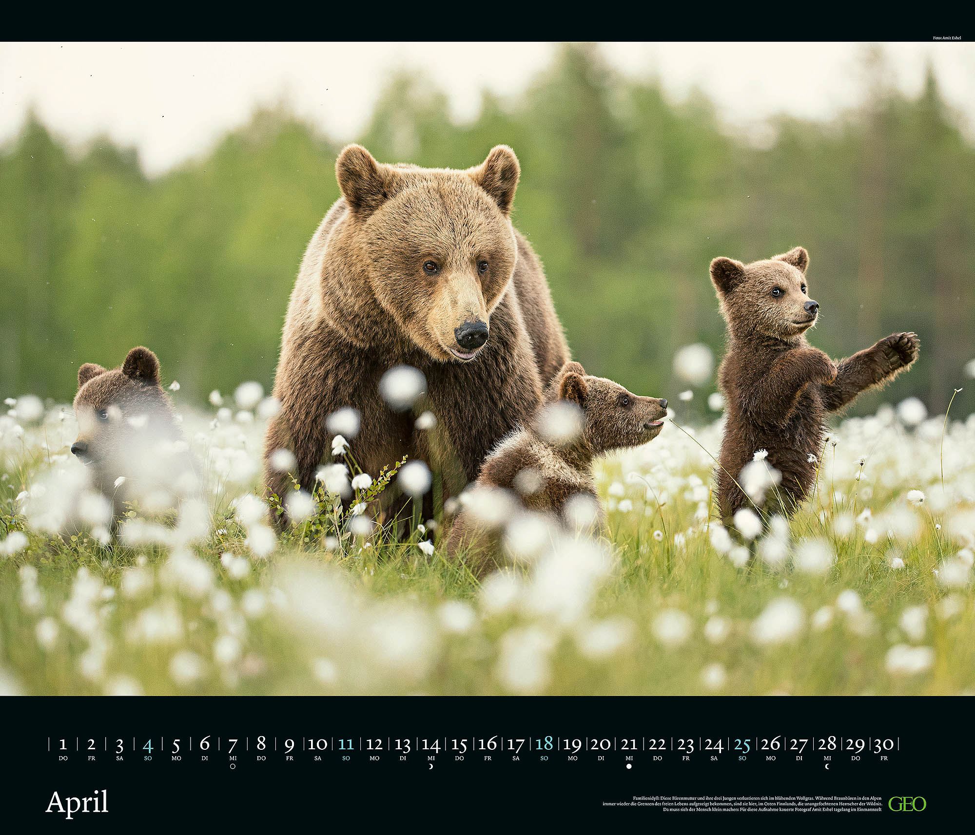 Edition-Kalender "Tierwelten" 2027