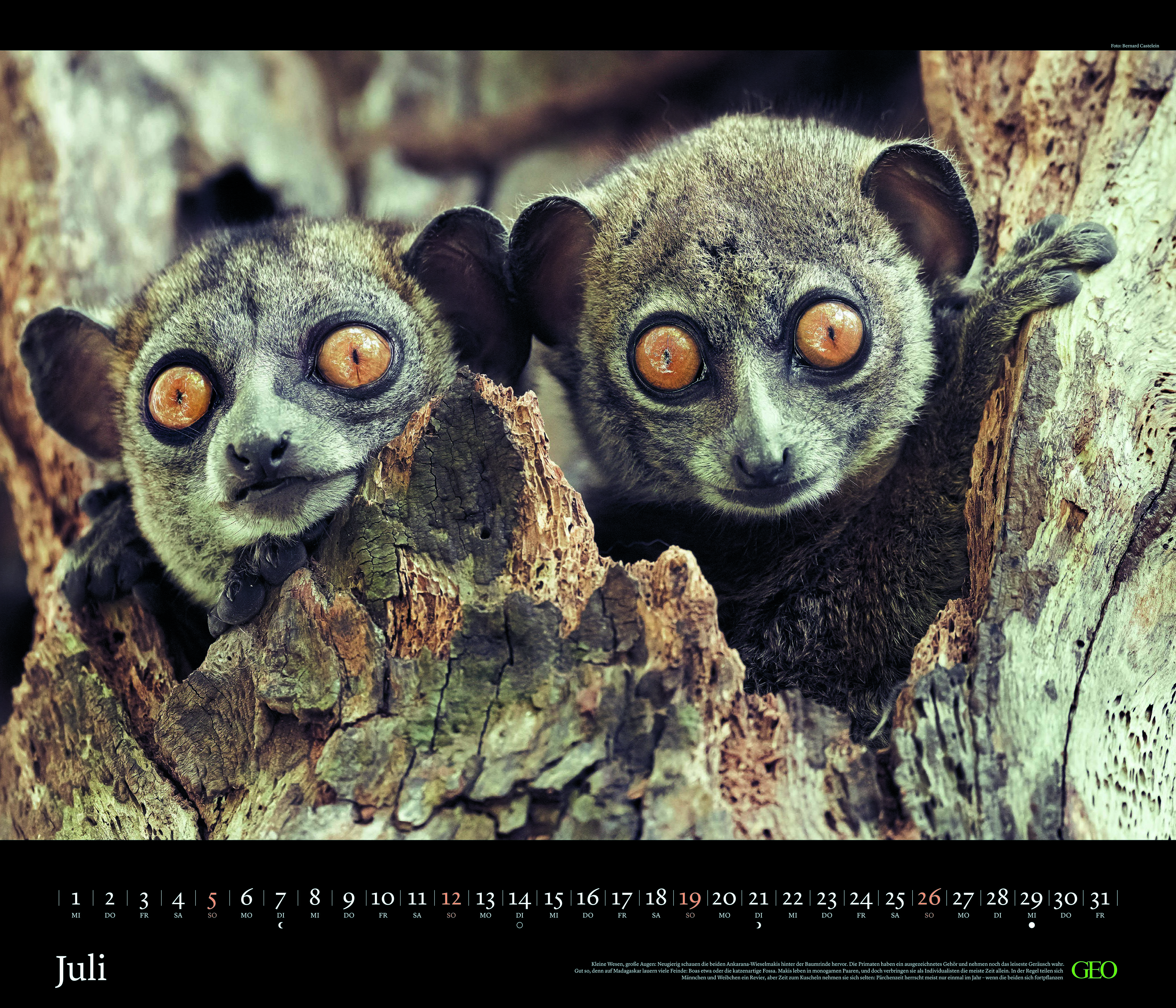 Edition-Kalender "Tierwelten" 2026