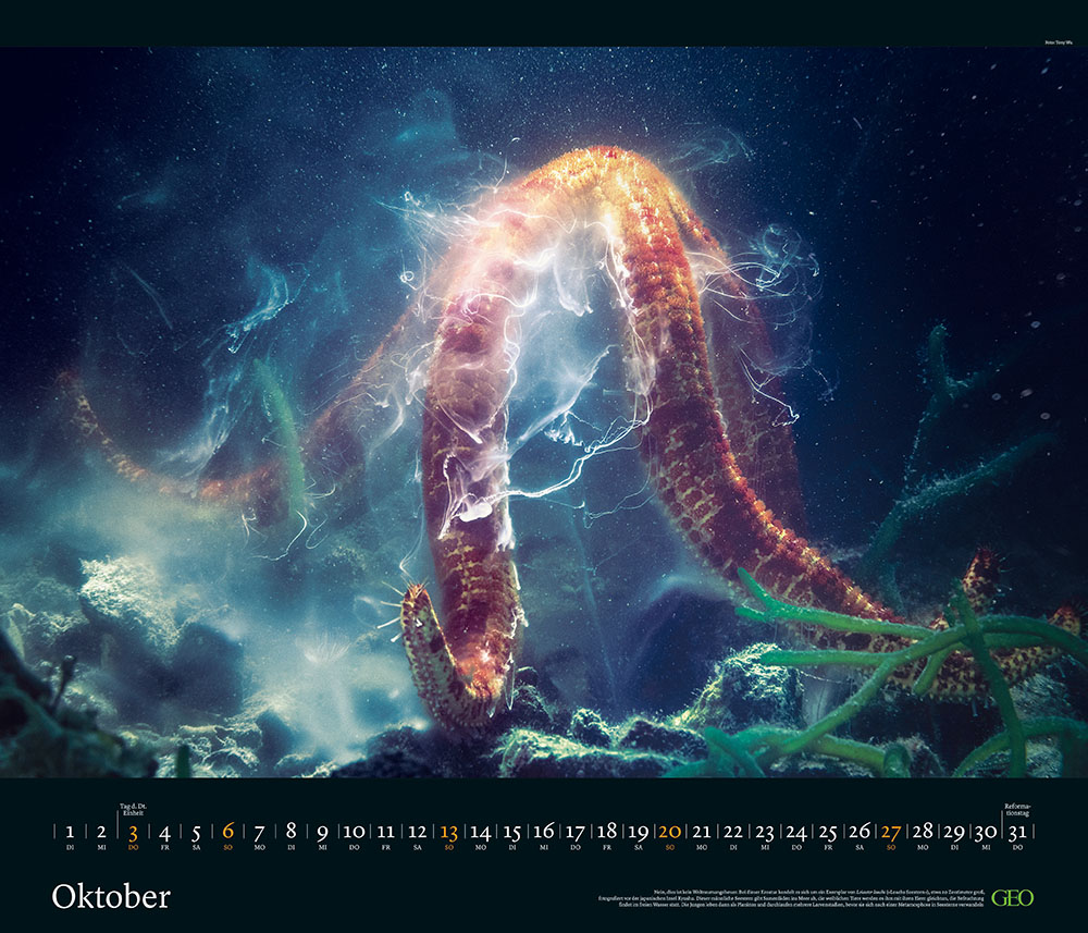 Edition-Kalender "Tierwelten" 2024
