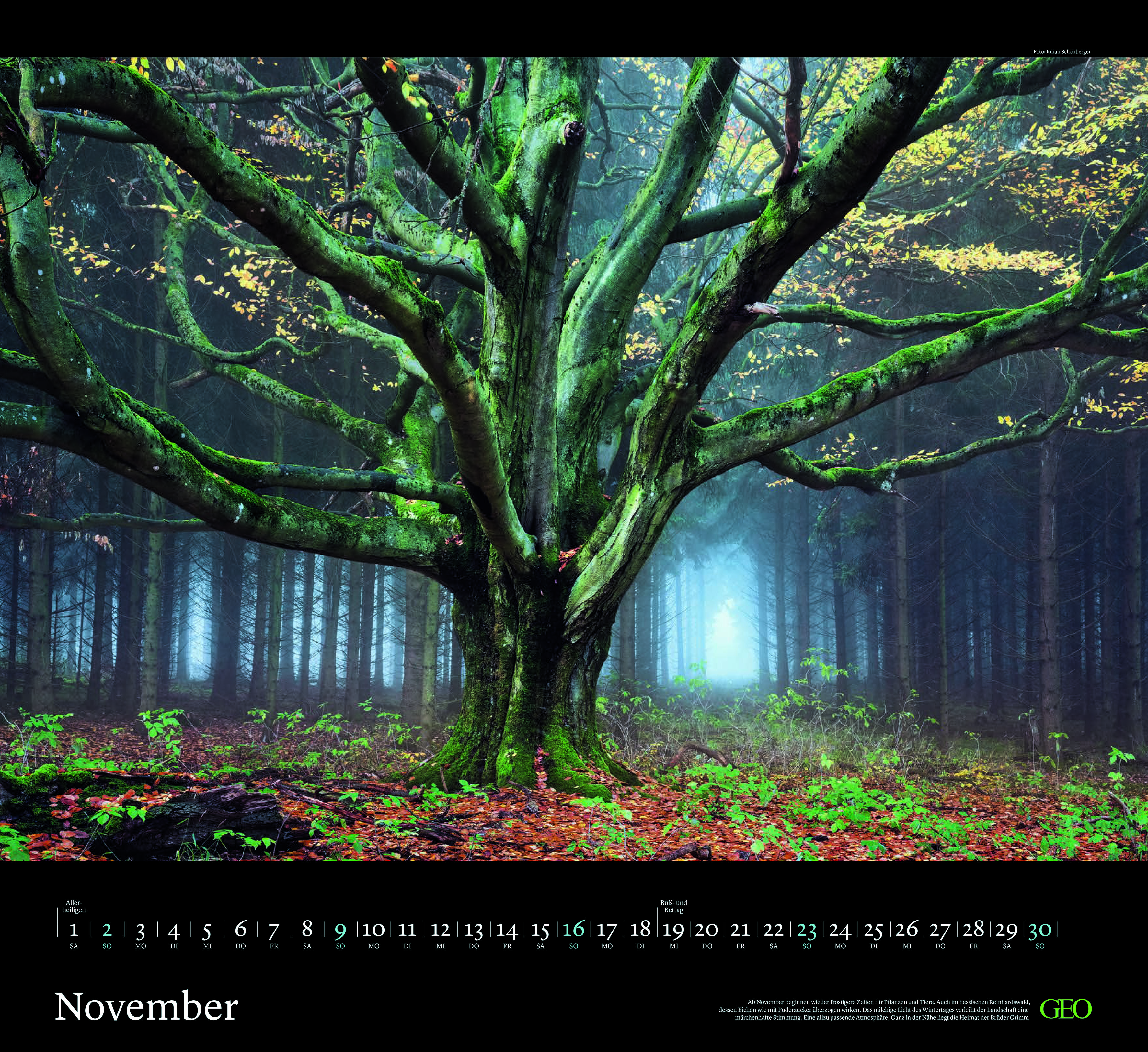 Kalender "Sehnsucht Wald" 2025