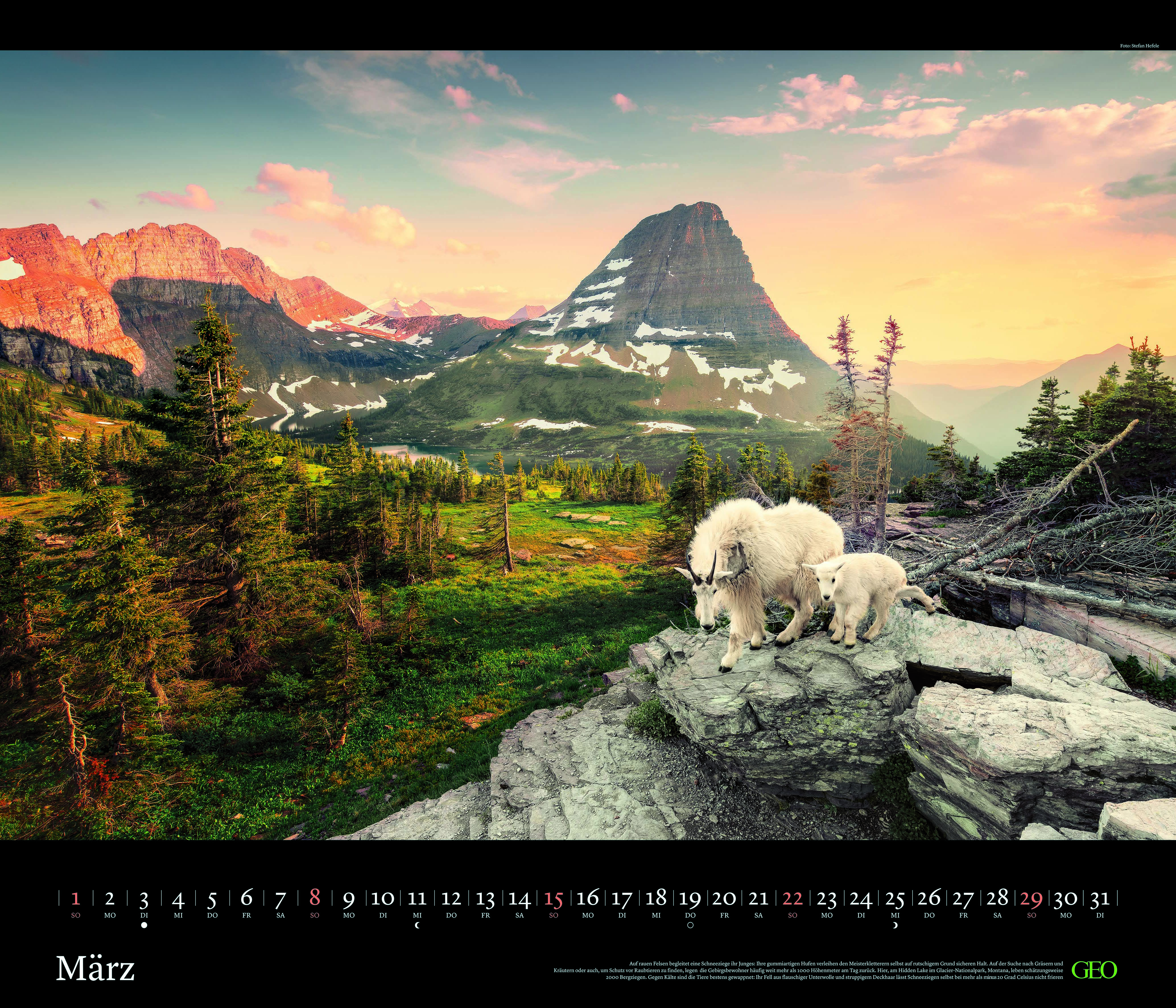 Edition-Kalender "Tierwelten" 2026