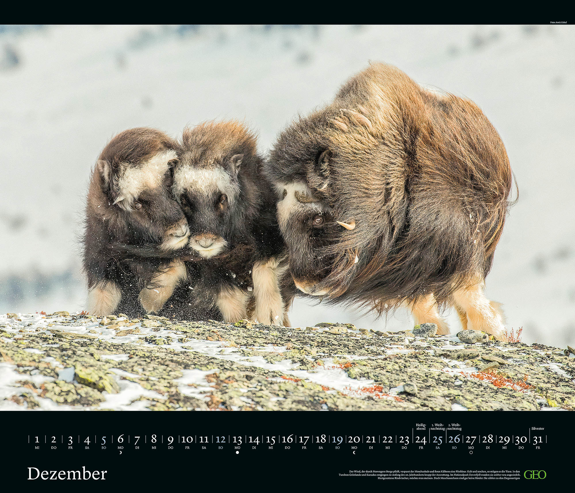 Edition-Kalender "Tierwelten" 2027