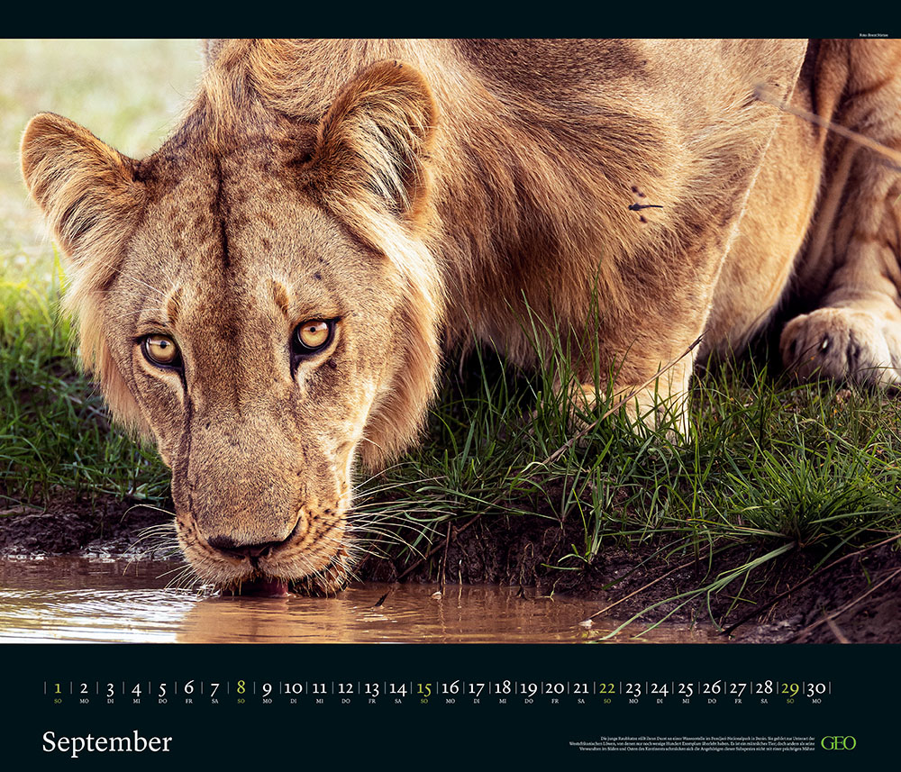 Edition-Kalender "Tierwelten" 2024