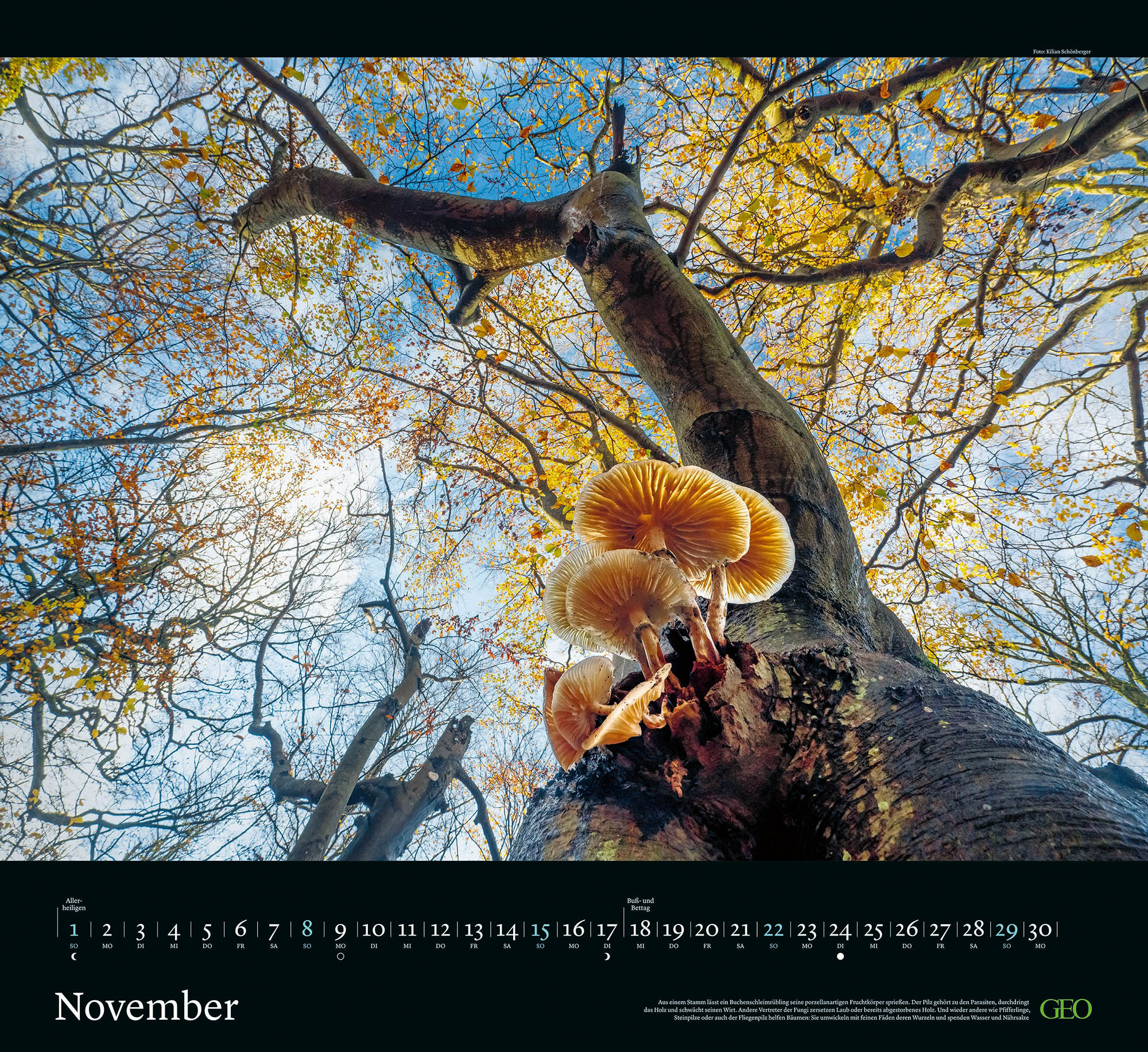 Kalender "Sehnsucht Wald" 2026