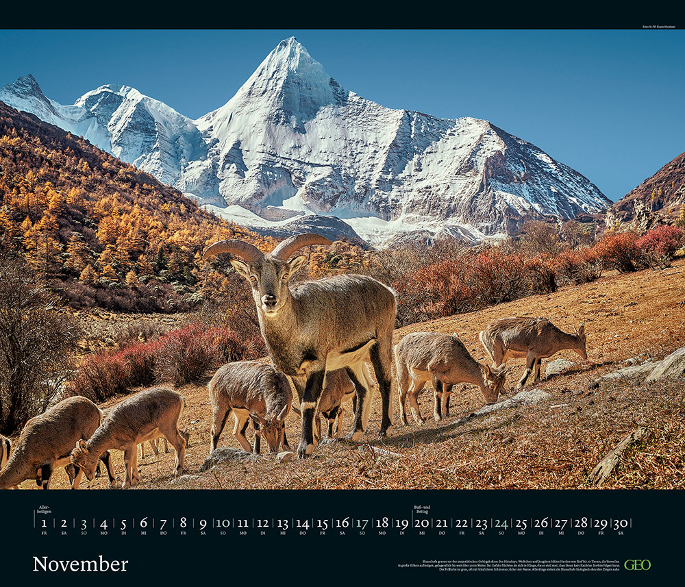 Edition-Kalender "Tierwelten" 2024