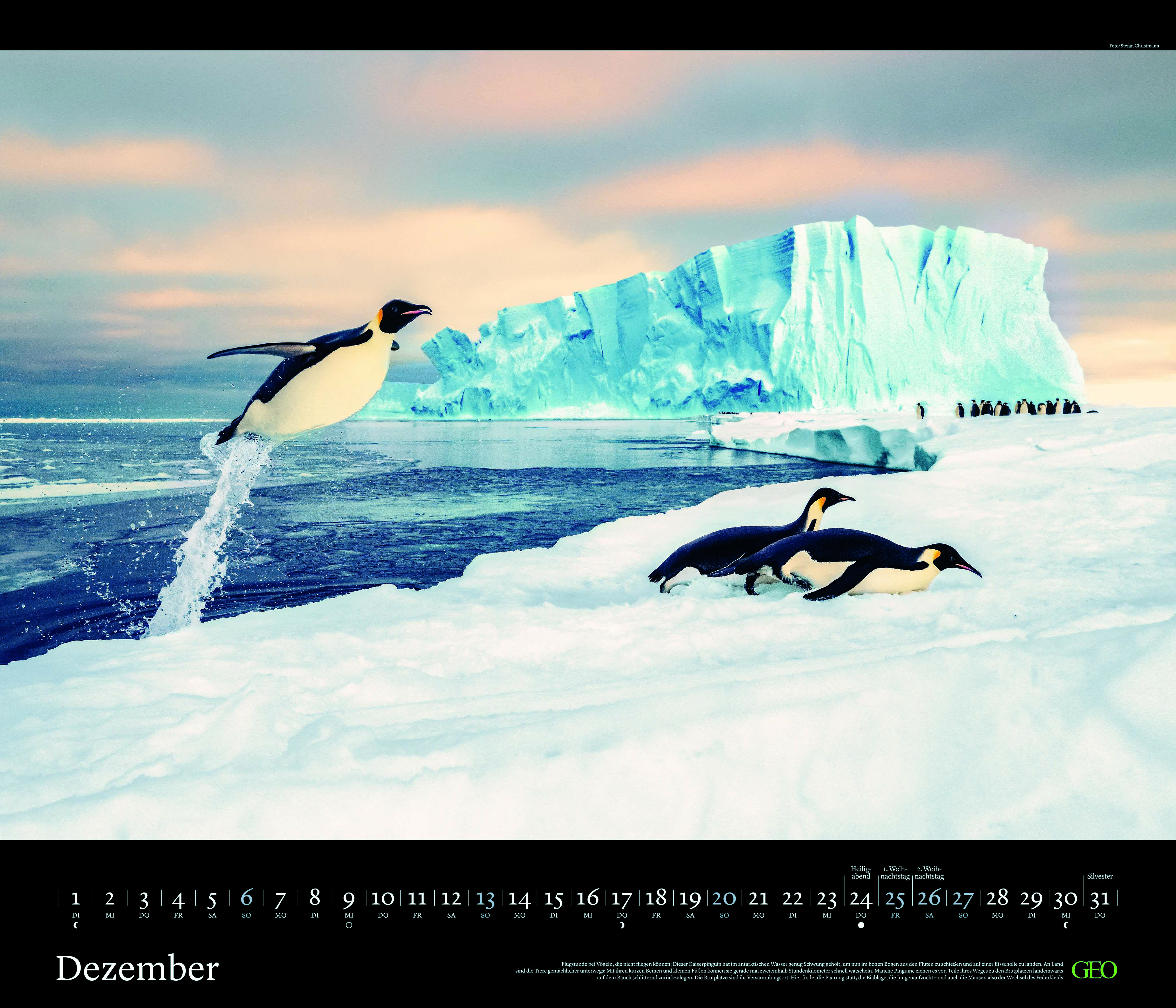 Edition-Kalender "Tierwelten" 2026