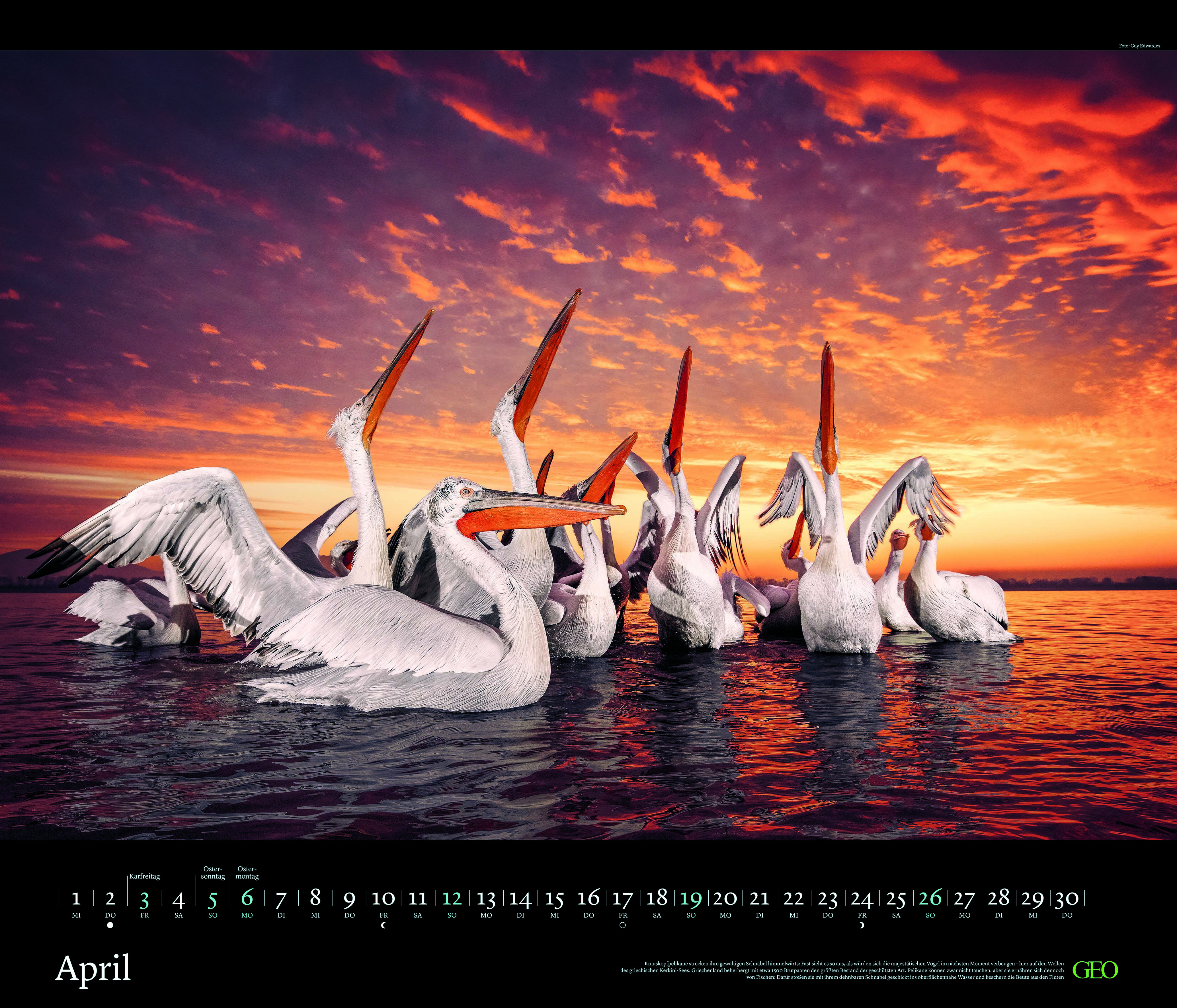 Edition-Kalender "Tierwelten" 2026