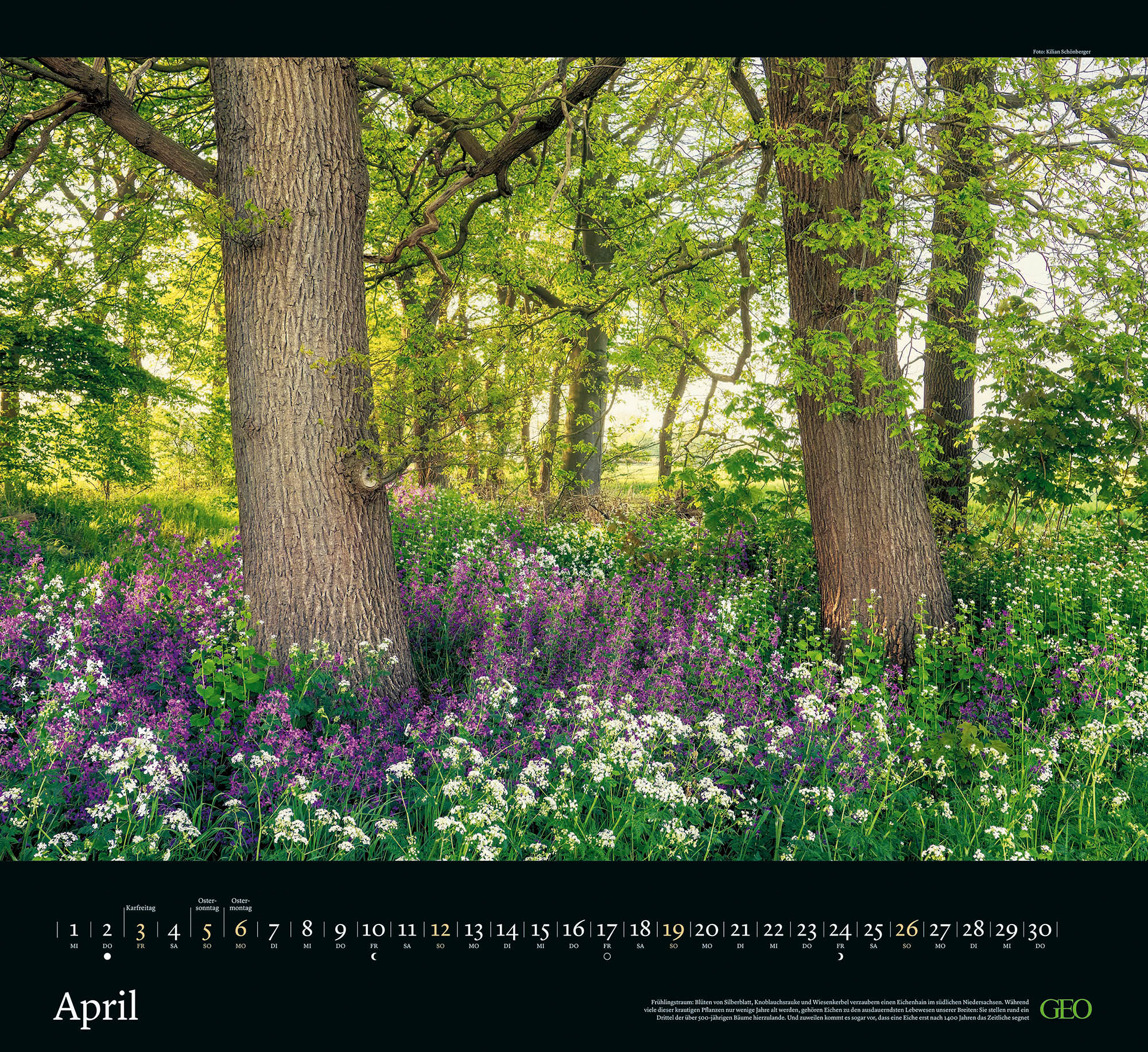 Kalender "Sehnsucht Wald" 2026