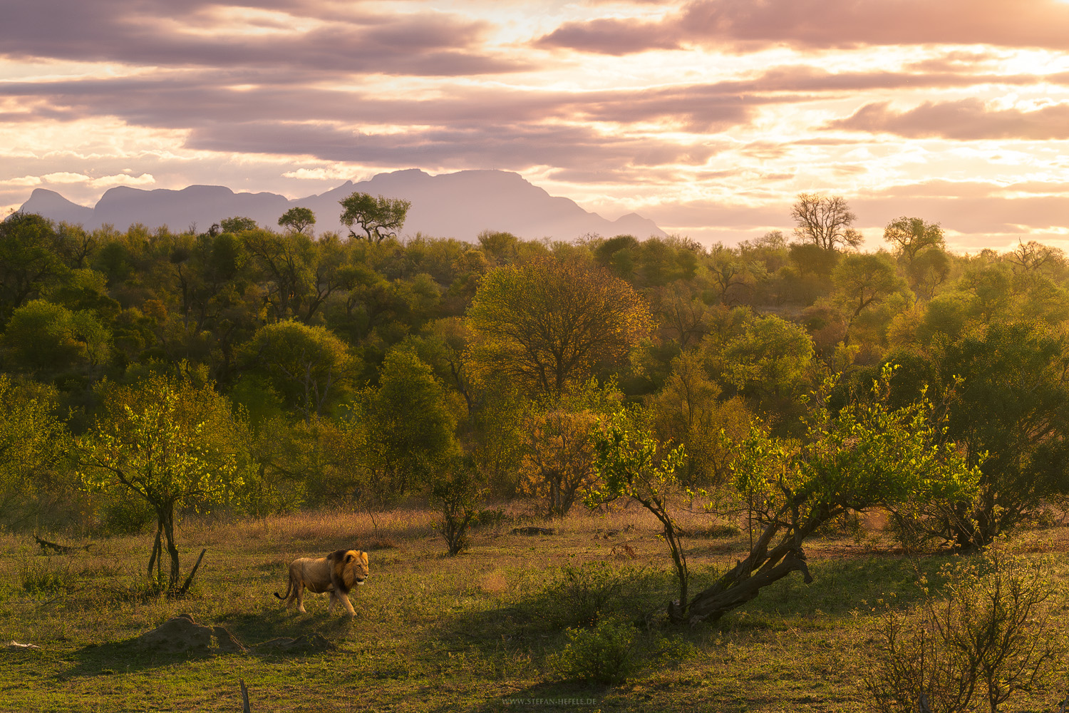 Stefan Hefele, Titel: African Savannah
