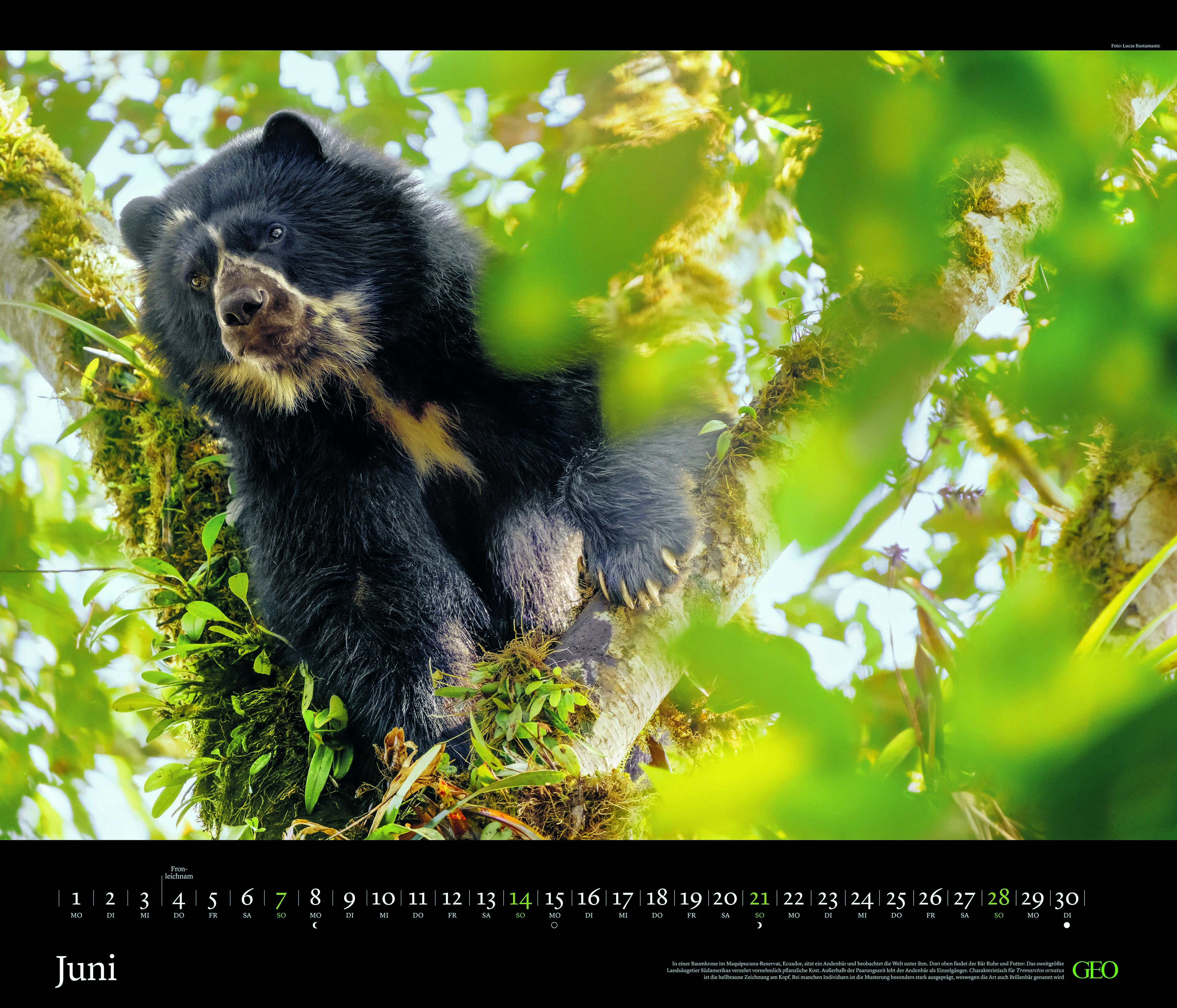 Edition-Kalender "Tierwelten" 2026