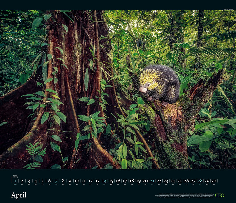 Edition-Kalender "Tierwelten" 2024