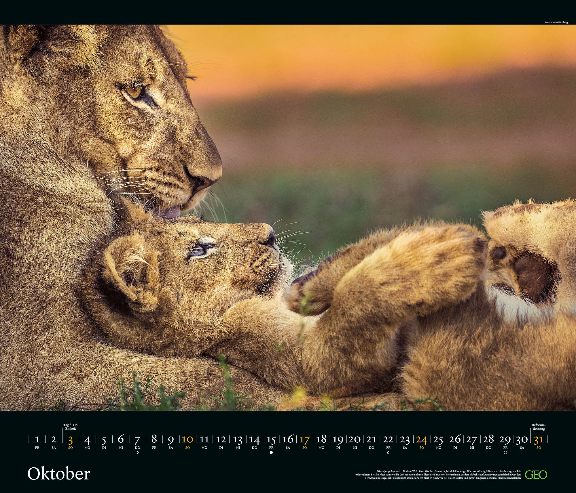 Edition-Kalender "Tierwelten" 2027