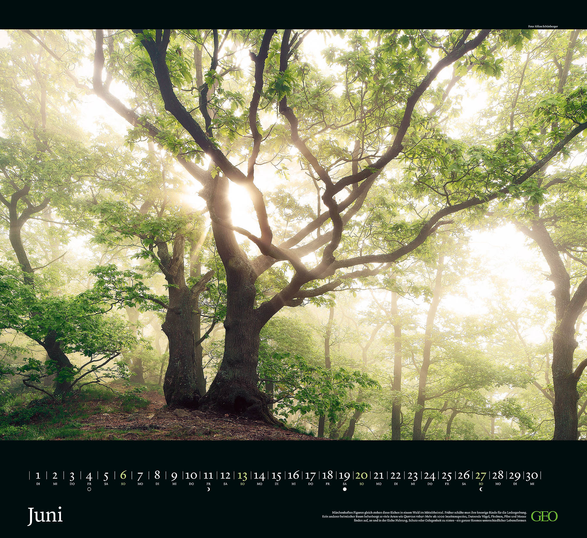 Kalender "Sehnsucht Wald" 2027