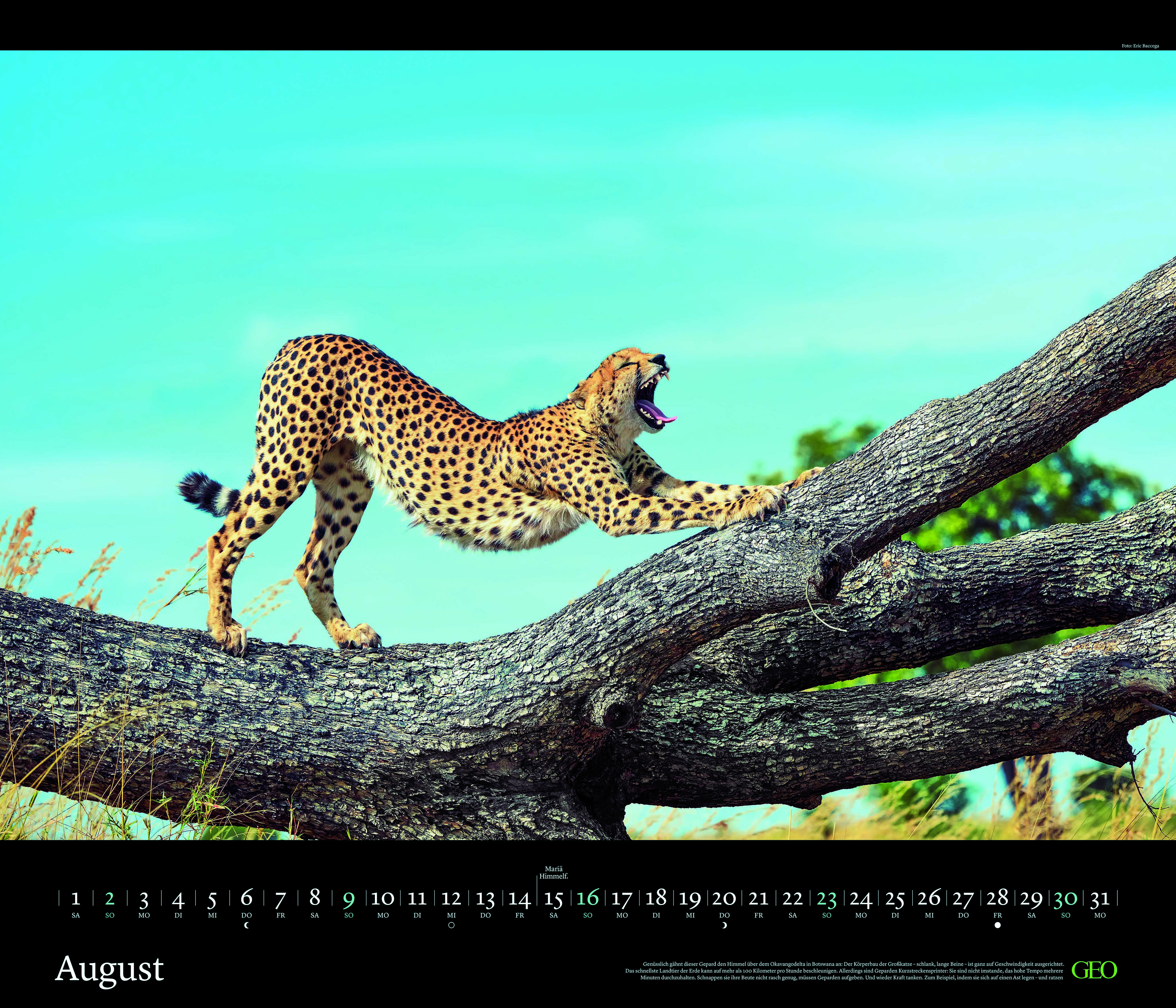 Edition-Kalender "Tierwelten" 2026