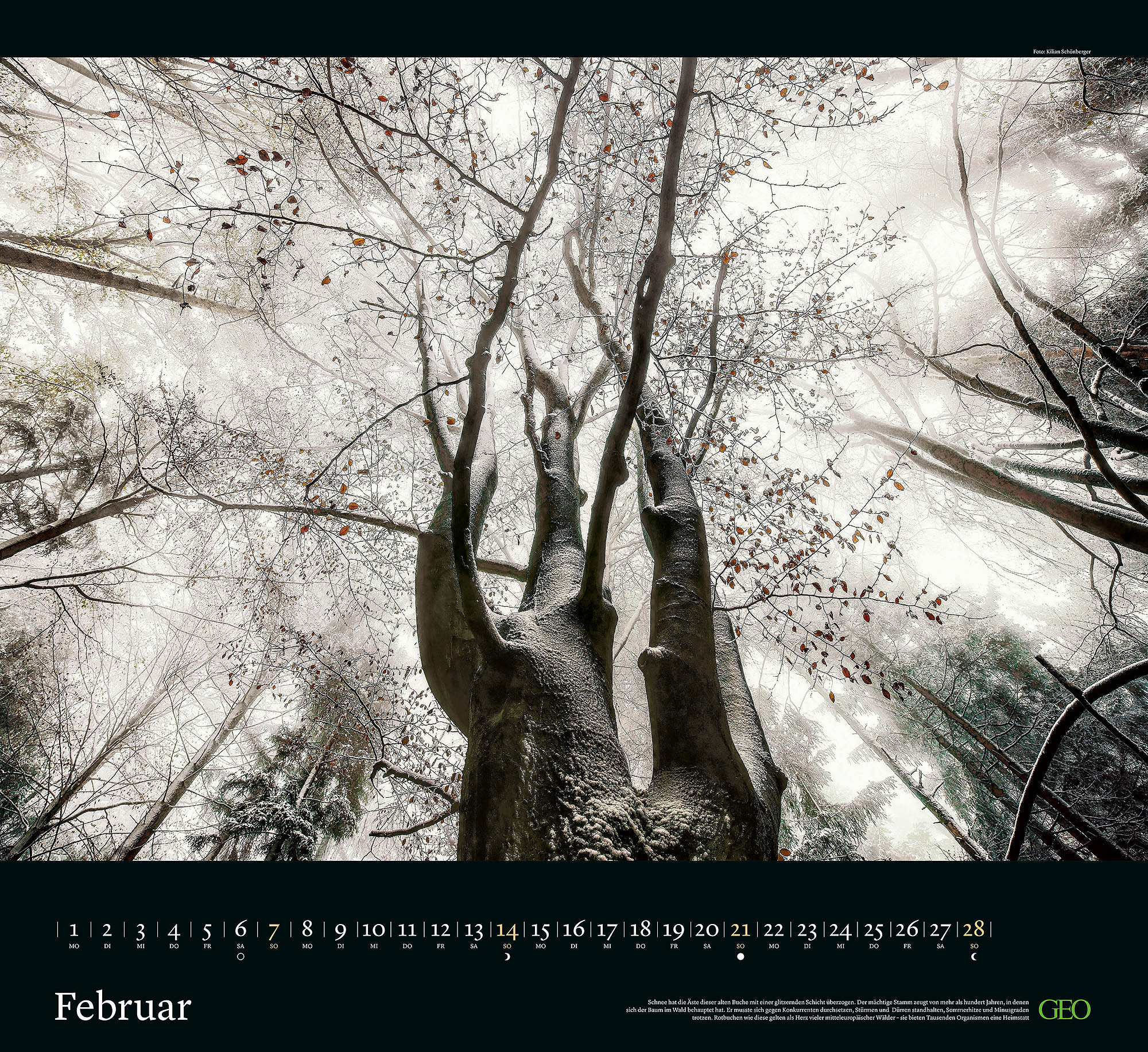 Kalender "Sehnsucht Wald" 2027